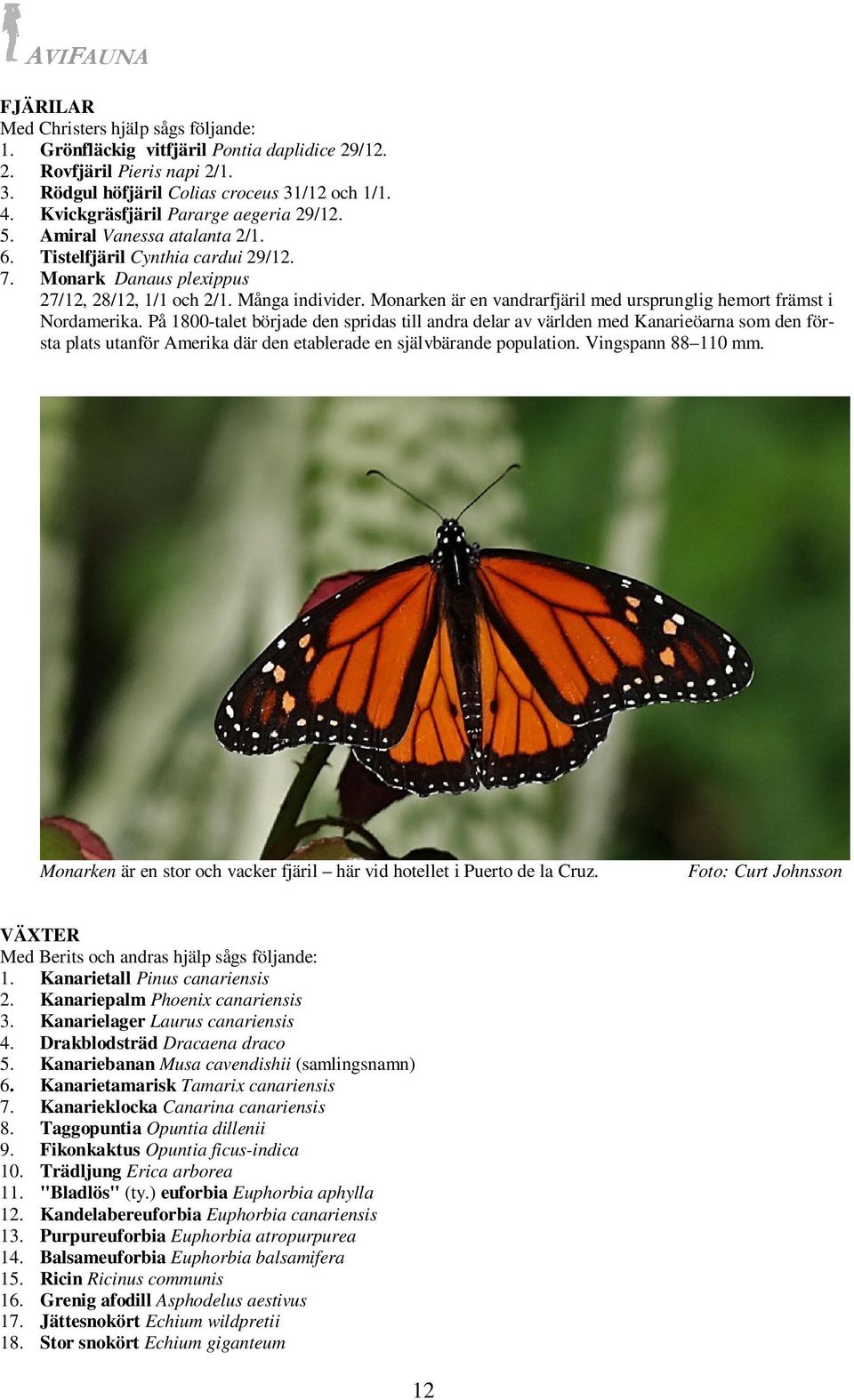 Monarken är en vandrarfjäril med ursprunglig hemort främst i Nordamerika.