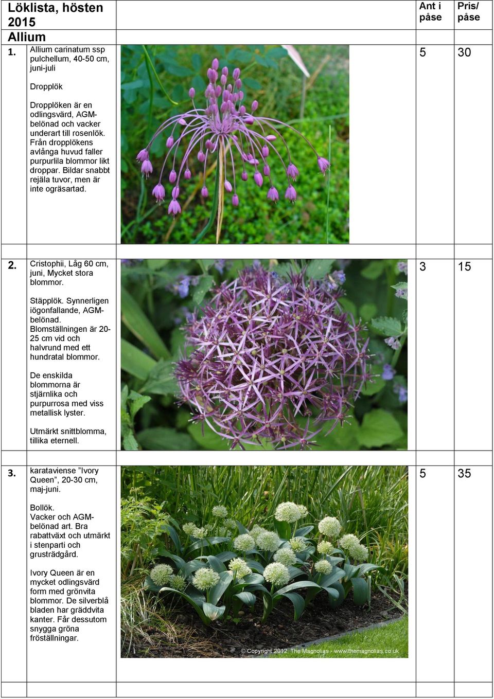 Synnerligen iögonfallande, AGMbelönad. Blomställningen är 20-25 cm vid och halvrund med ett hundratal blommor. De enskilda blommorna är stjärnlika och purpurrosa med viss metallisk lyster.