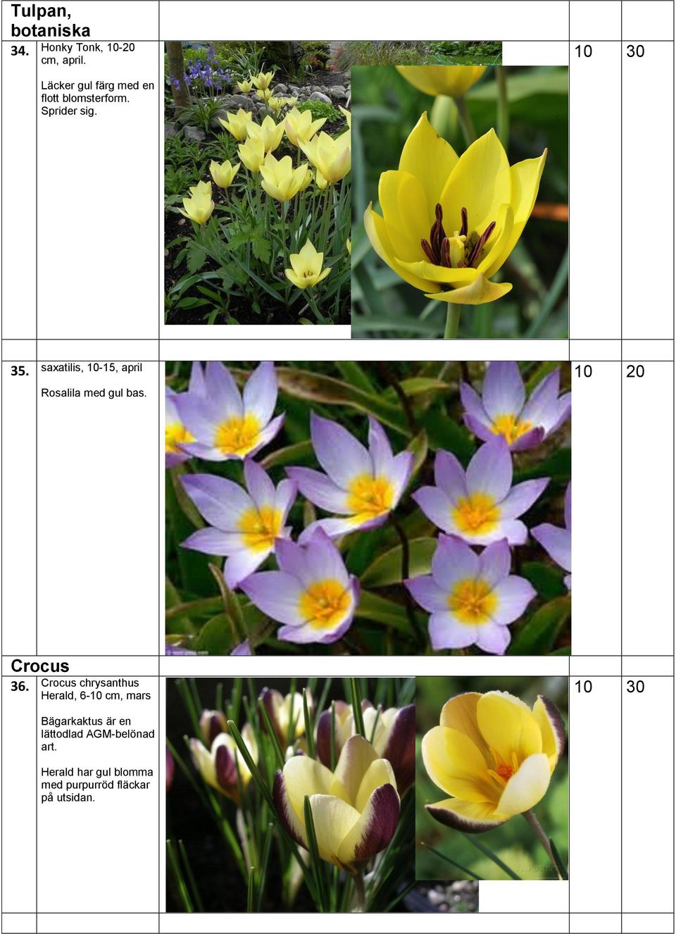 saxatilis, 10-15, april Rosalila med gul bas. 10 20 Crocus 36.