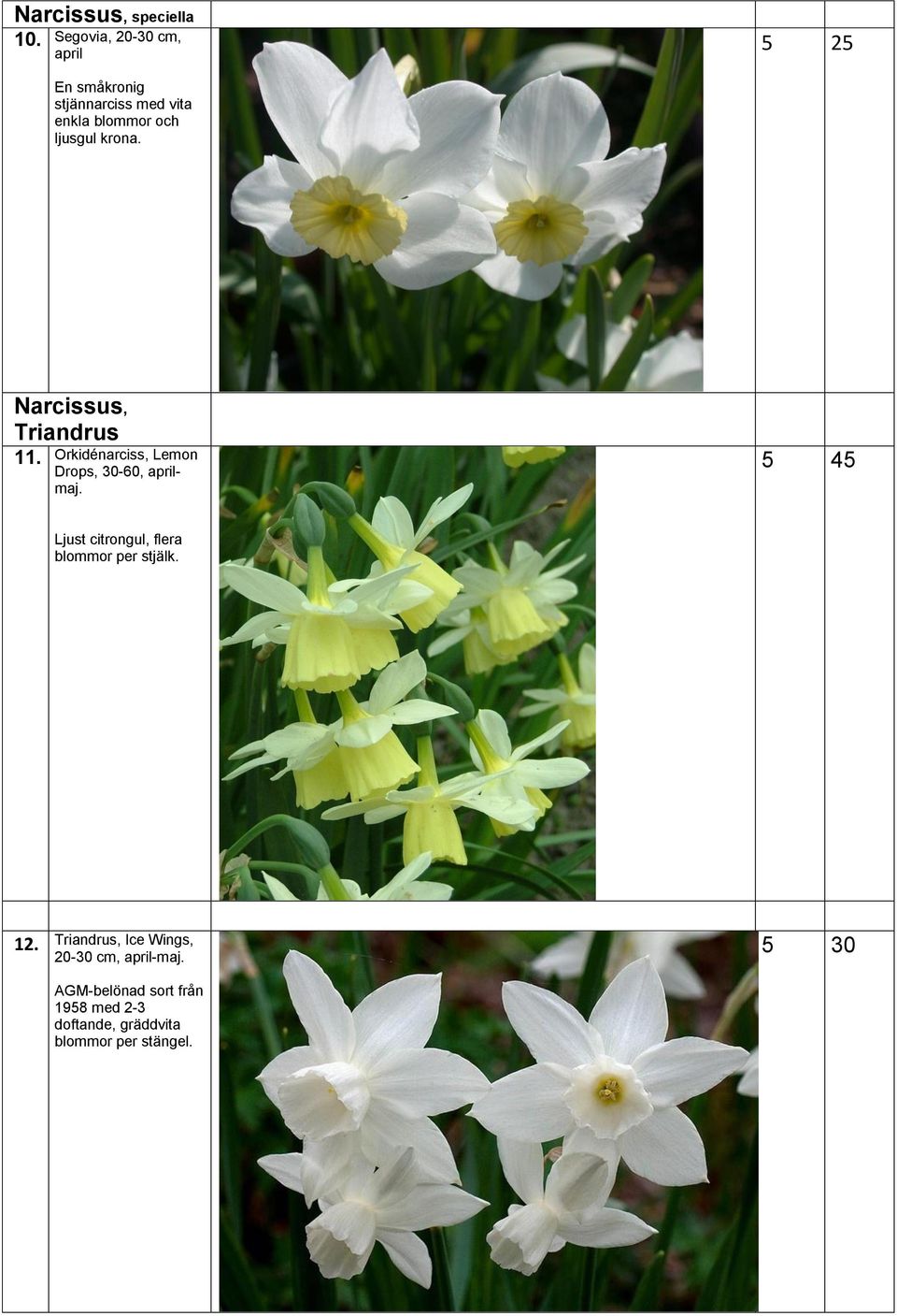 krona. Narcissus, Triandrus 11. Orkidénarciss, Lemon Drops, 30-60, aprilmaj.