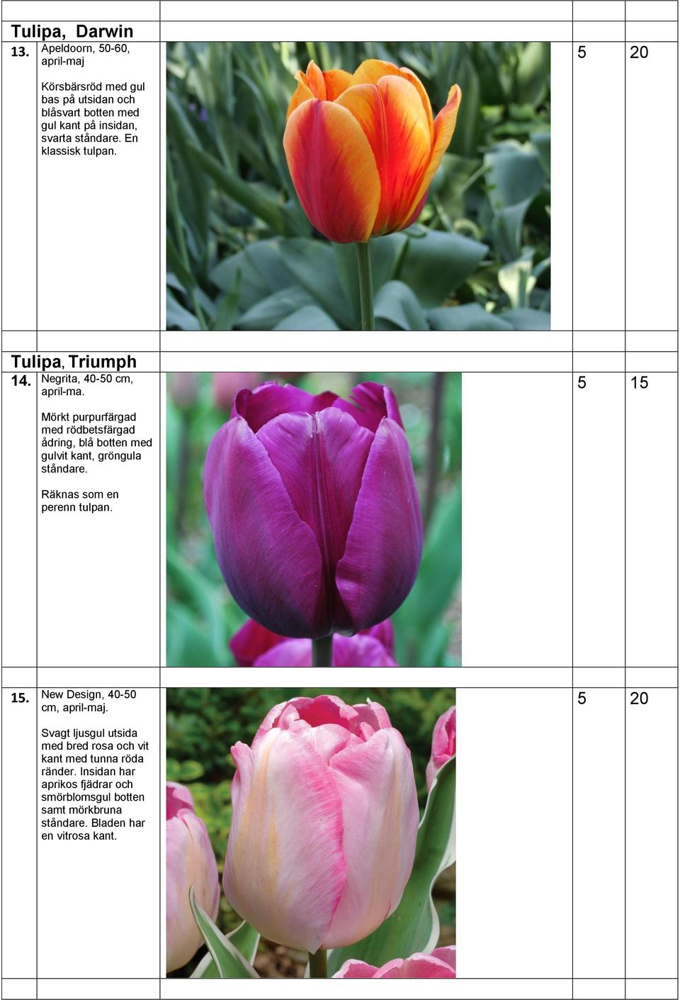 En klassisk tulpan. Tulipa, Triumph 14. Negrita, 40-50 cm, april-ma.