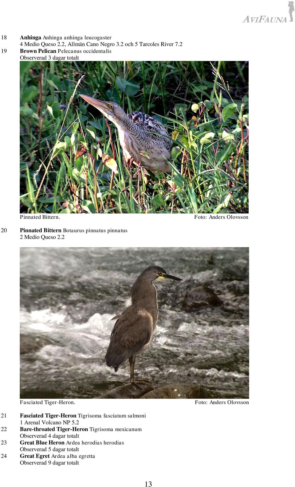 Foto: Anders Olovsson 20 Pinnated Bittern Botaurus pinnatus pinnatus 2 Medio Queso 2.2 Fasciated Tiger-Heron.