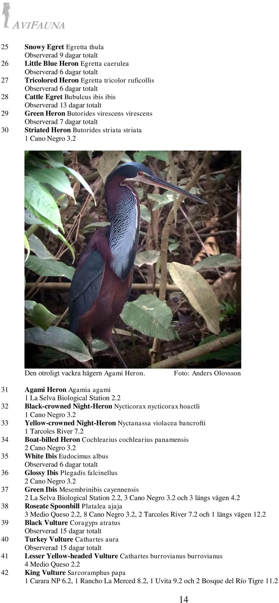 Foto: Anders Olovsson 31 Agami Heron Agamia agami 1 La Selva Biological Station 2.2 32 Black-crowned Night-Heron Nycticorax nycticorax hoactli 1 Cano Negro 3.