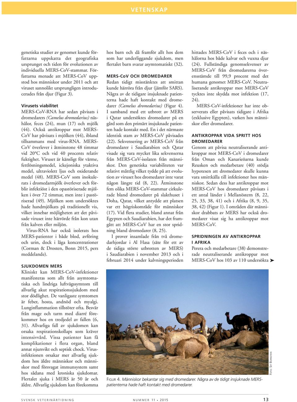 Virusets viabilitet MERS-CoV-RNA har sedan påvisats i dromedarers (Camelus dromedarius) näshålor, feces (24), mun (17) och mjölk (44).