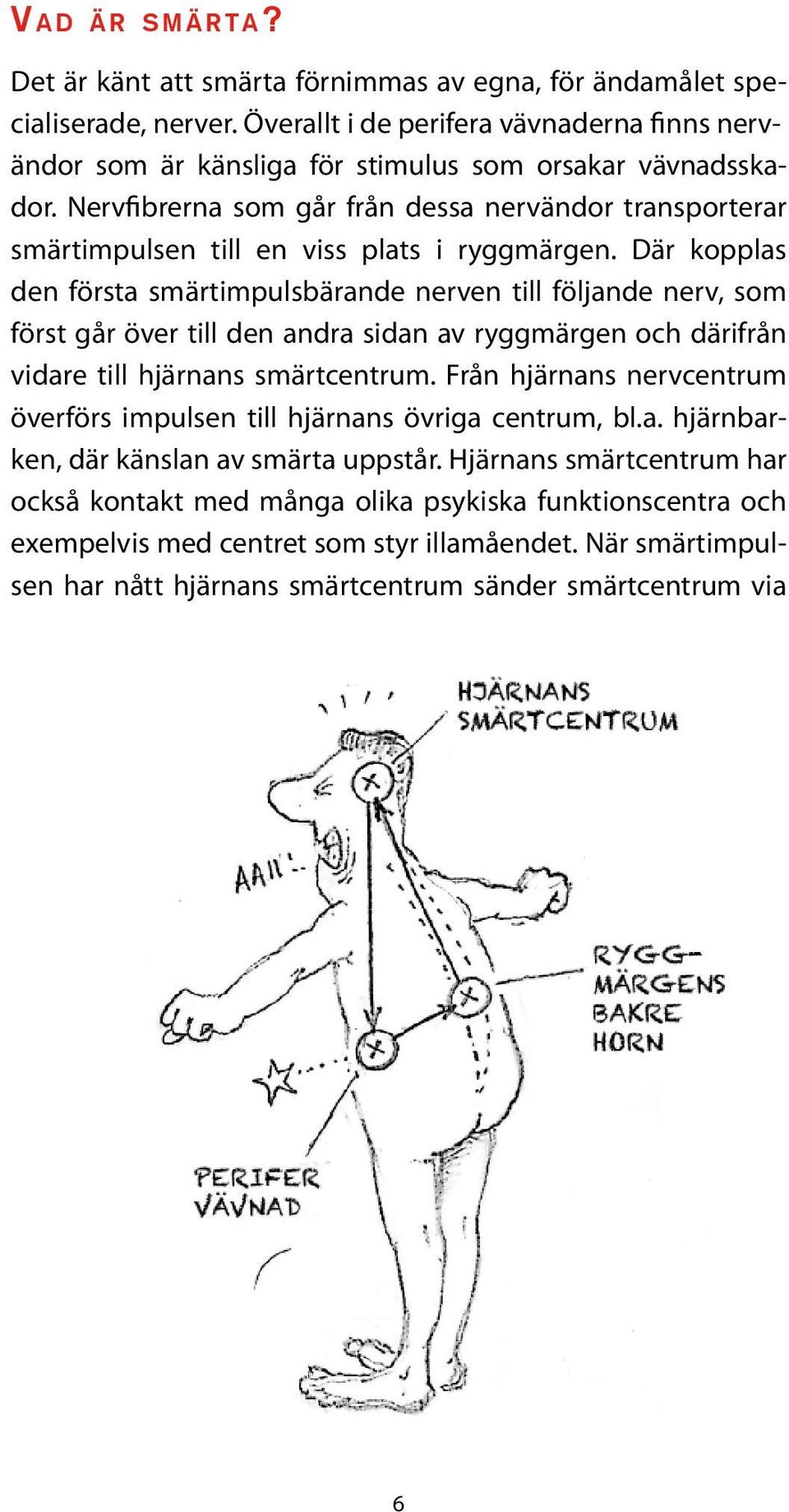 Nervfibrerna som går från dessa nervändor transporterar smärtimpulsen till en viss plats i ryggmärgen.