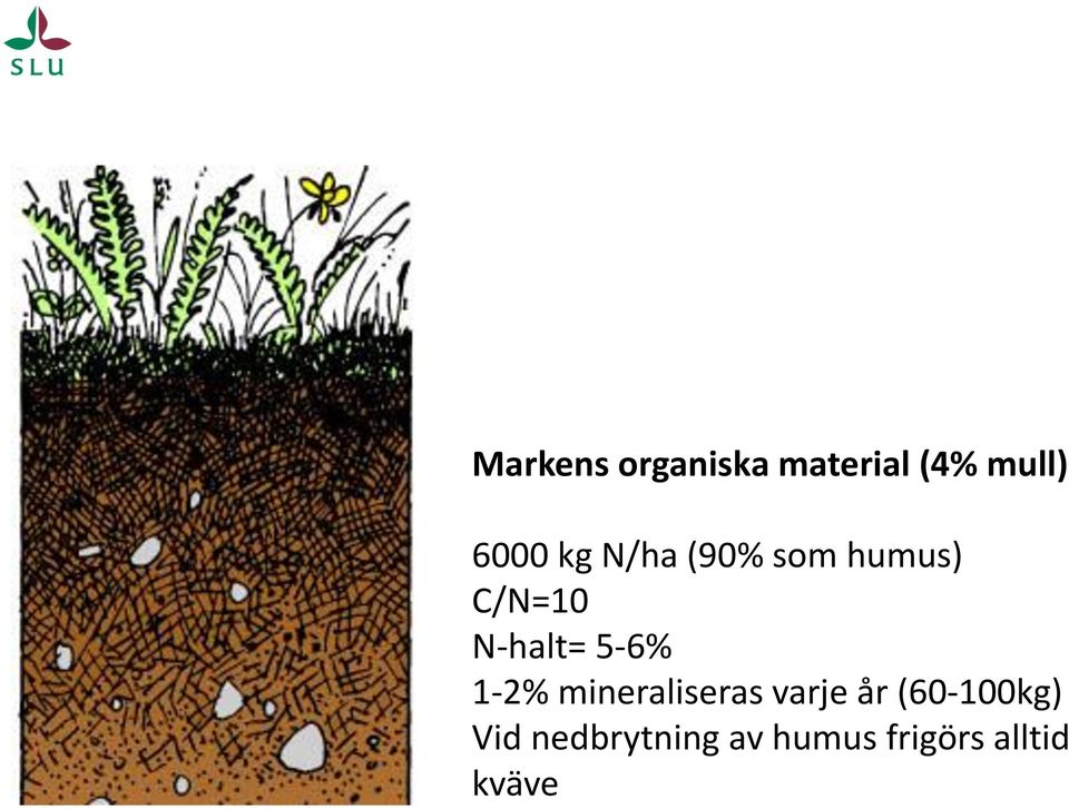 5-6% 1-2% mineraliseras varje år