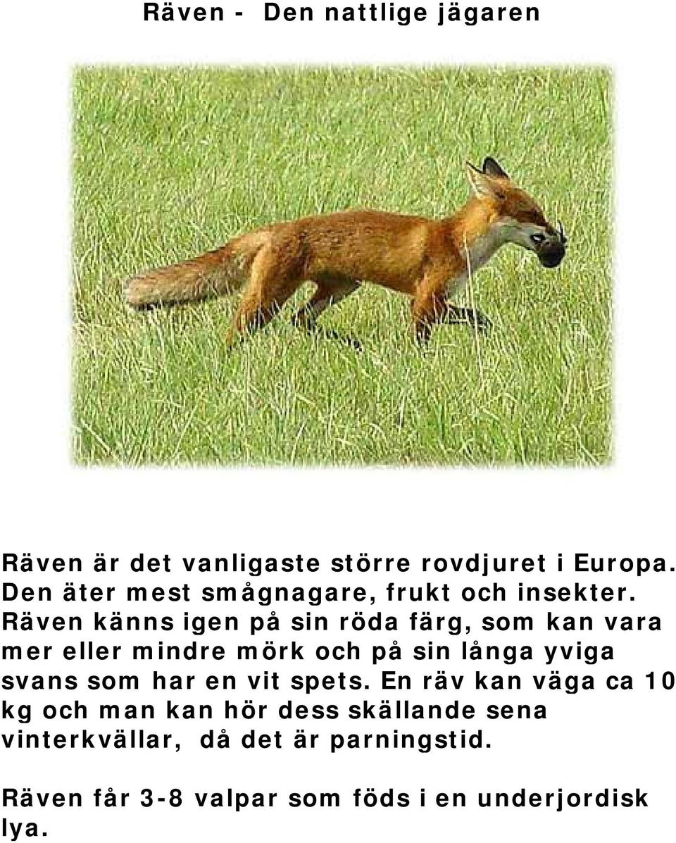 Räven känns igen på sin röda färg, som kan vara mer eller mindre mörk och på sin långa yviga svans