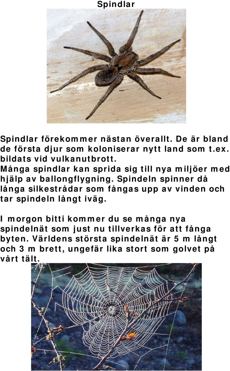 Spindeln spinner då långa silkestrådar som fångas upp av vinden och tar spindeln långt iväg.