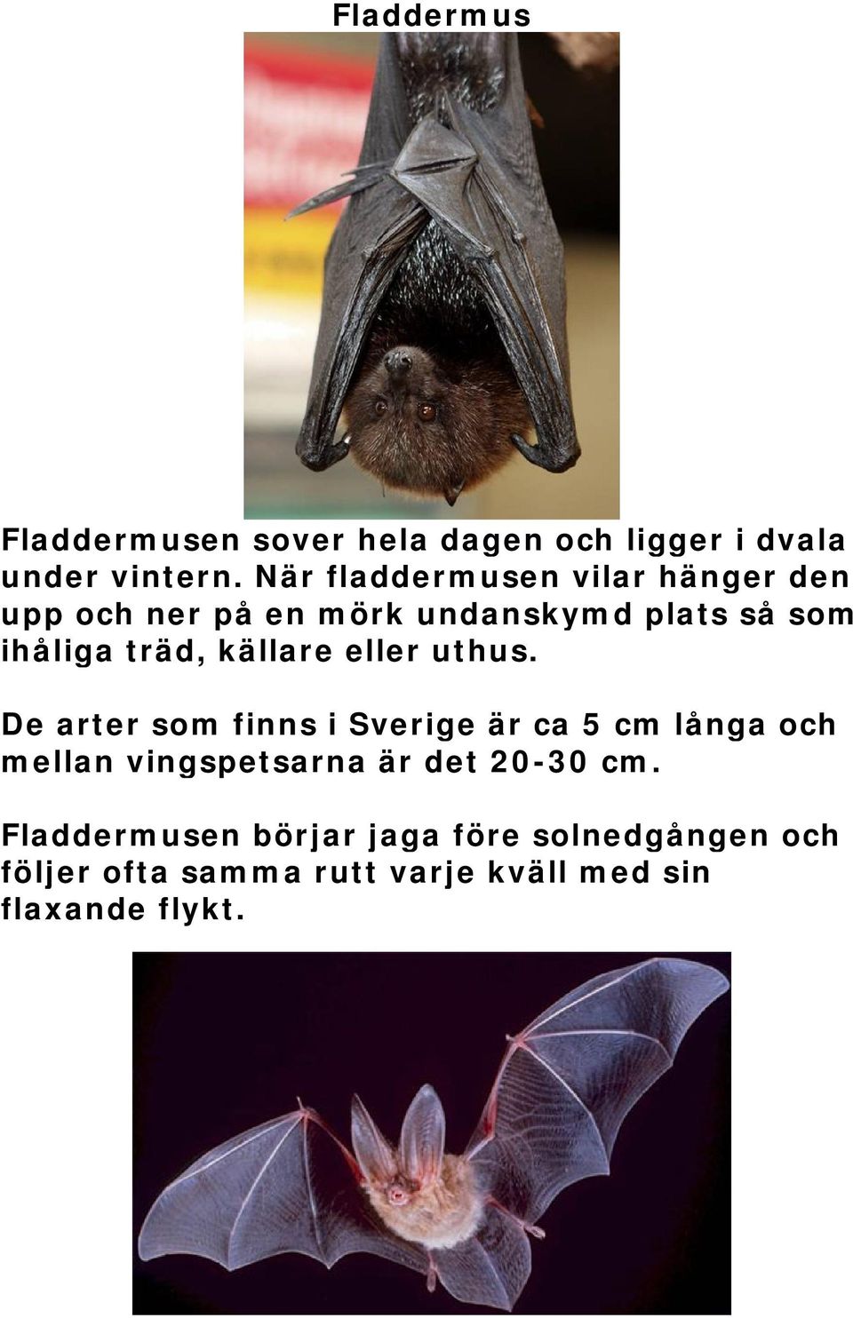 källare eller uthus.