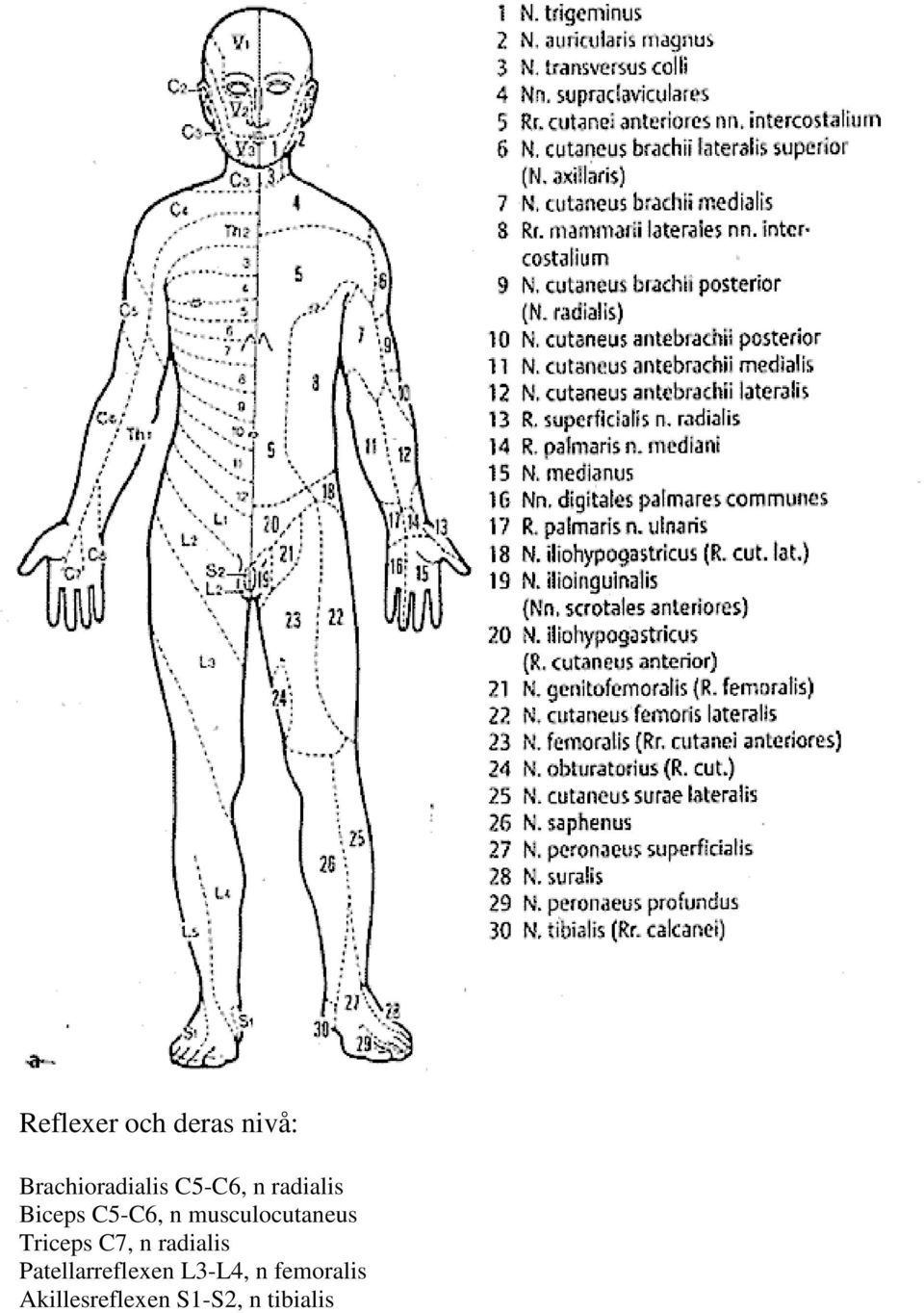 musculocutaneus Triceps C7, n radialis