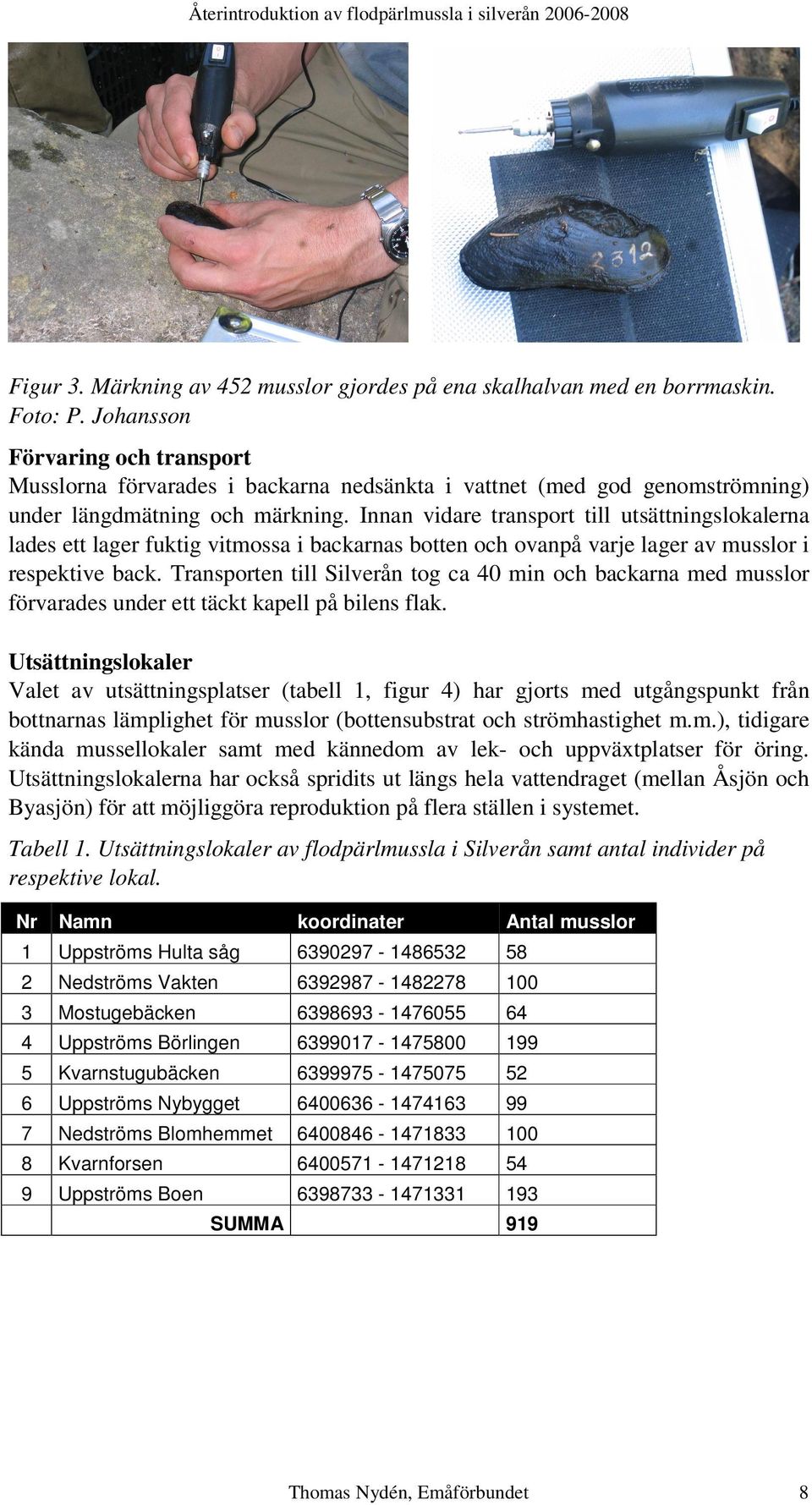 Innan vidare transport till utsättningslokalerna lades ett lager fuktig vitmossa i backarnas botten och ovanpå varje lager av musslor i respektive back.