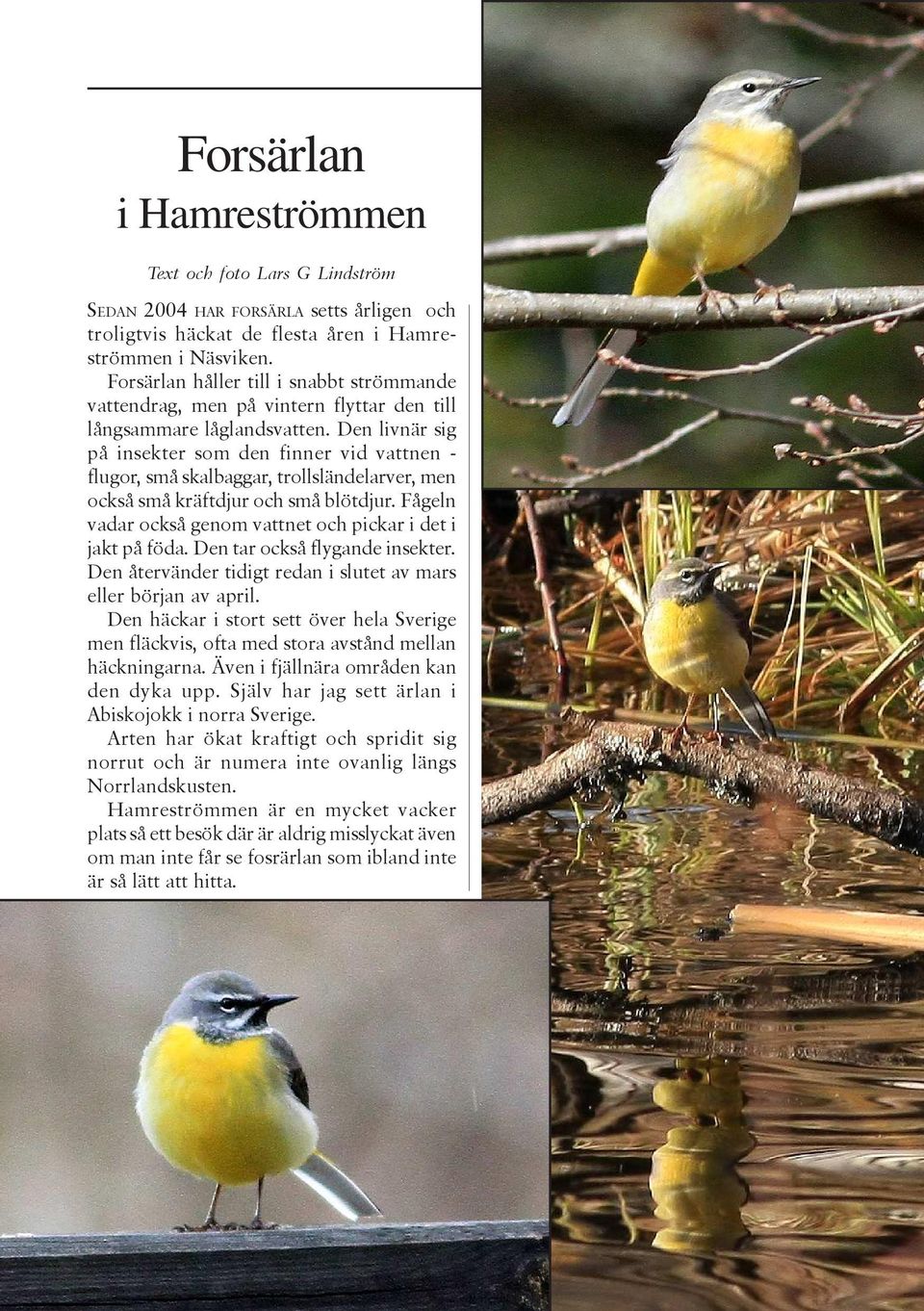 Den livnär sig på insekter som den finner vid vattnen - flugor, små skalbaggar, trollsländelarver, men också små kräftdjur och små blötdjur.