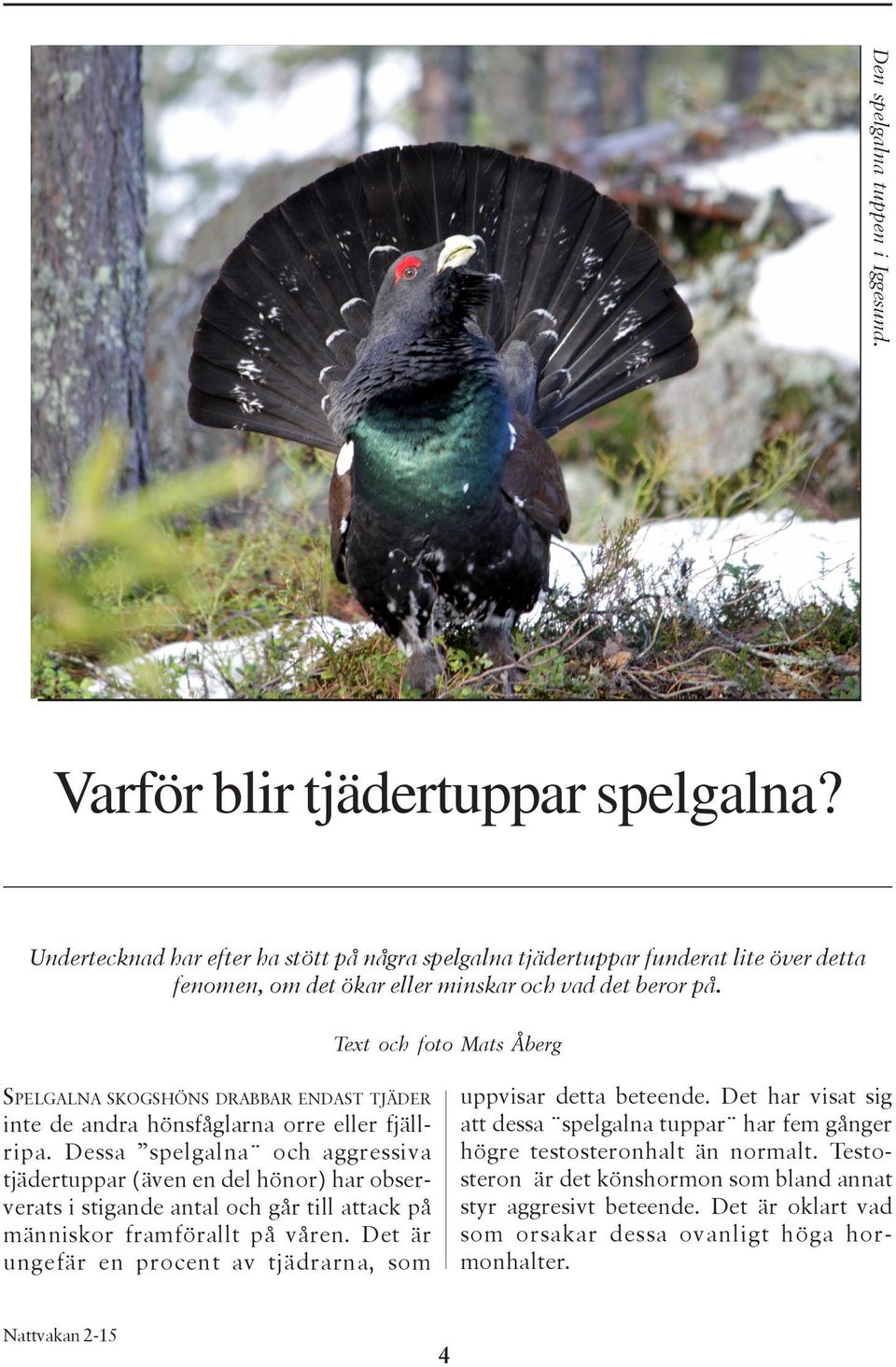 Text och foto Mats Åberg SPELGALNA SKOGSHÖNS DRABBAR ENDAST TJÄDER inte de andra hönsfåglarna orre eller fjällripa.