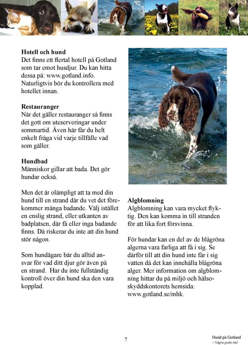 Det gör hundar också. Men det är olämpligt att ta med din hund till en strand där du vet det förekommer många badande.