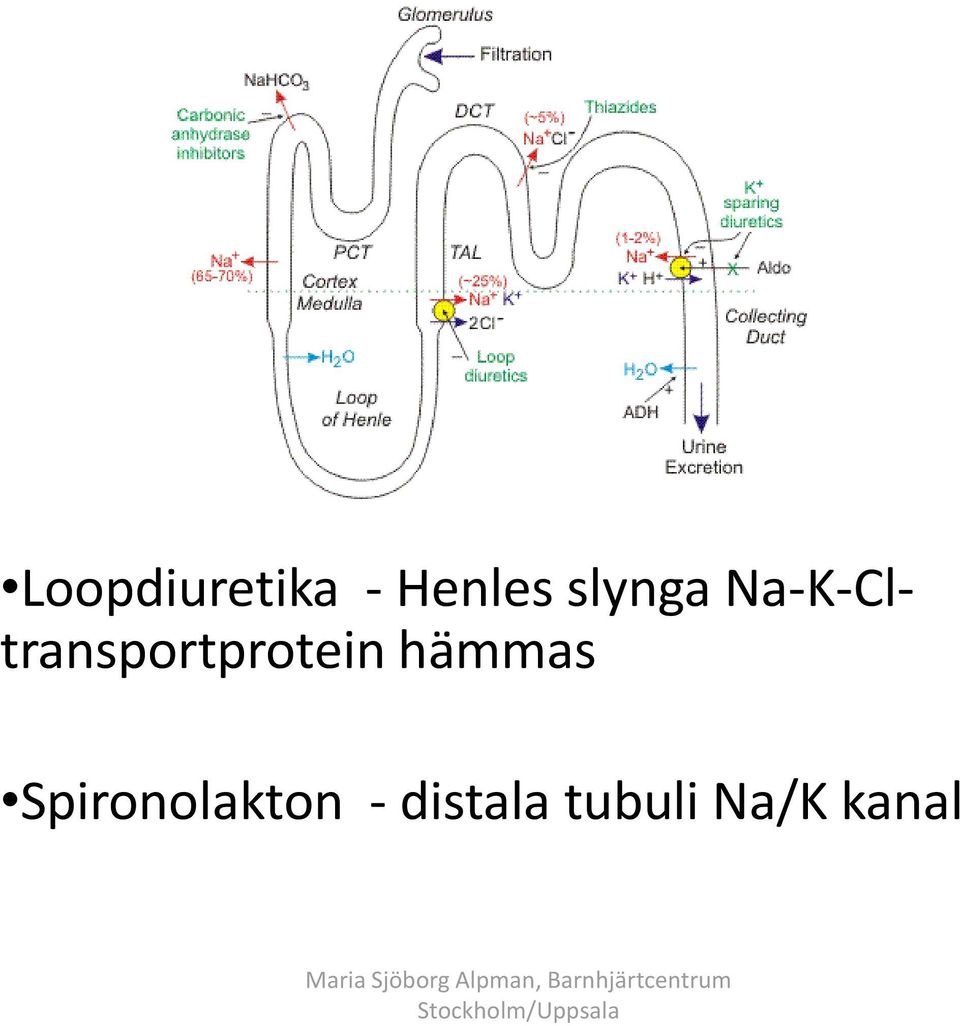 Na-K-Cltransportprotein