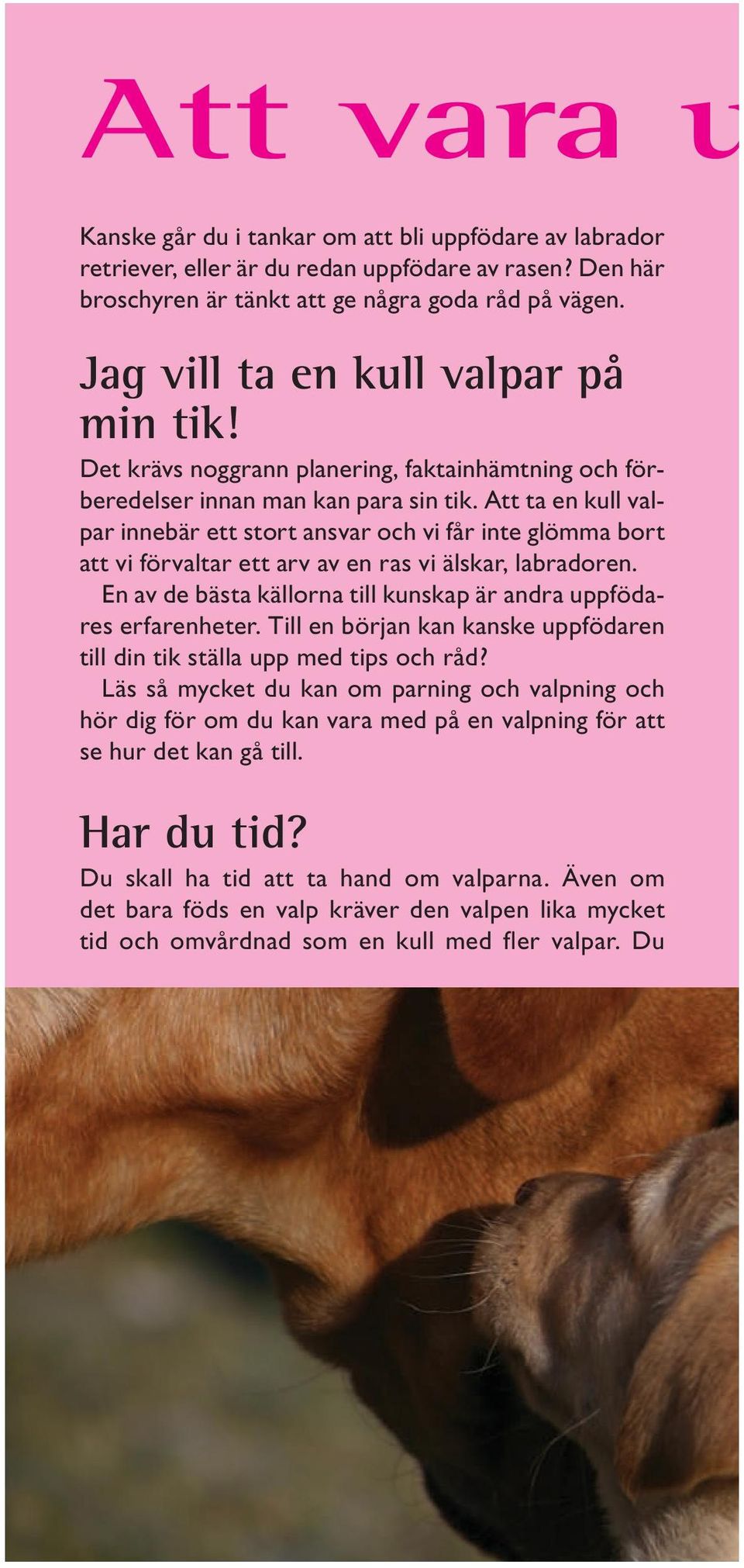 Att ta en kull valpar innebär ett stort ansvar och vi får inte glömma bort att vi förvaltar ett arv av en ras vi älskar, labradoren.