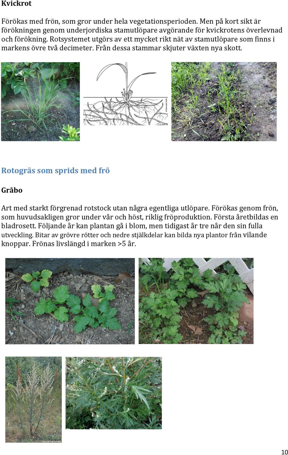 Rotogräs som sprids med frö Gråbo Art med starkt förgrenad rotstock utan några egentliga utlöpare. Förökas genom frön, som huvudsakligen gror under vår och höst, riklig fröproduktion.