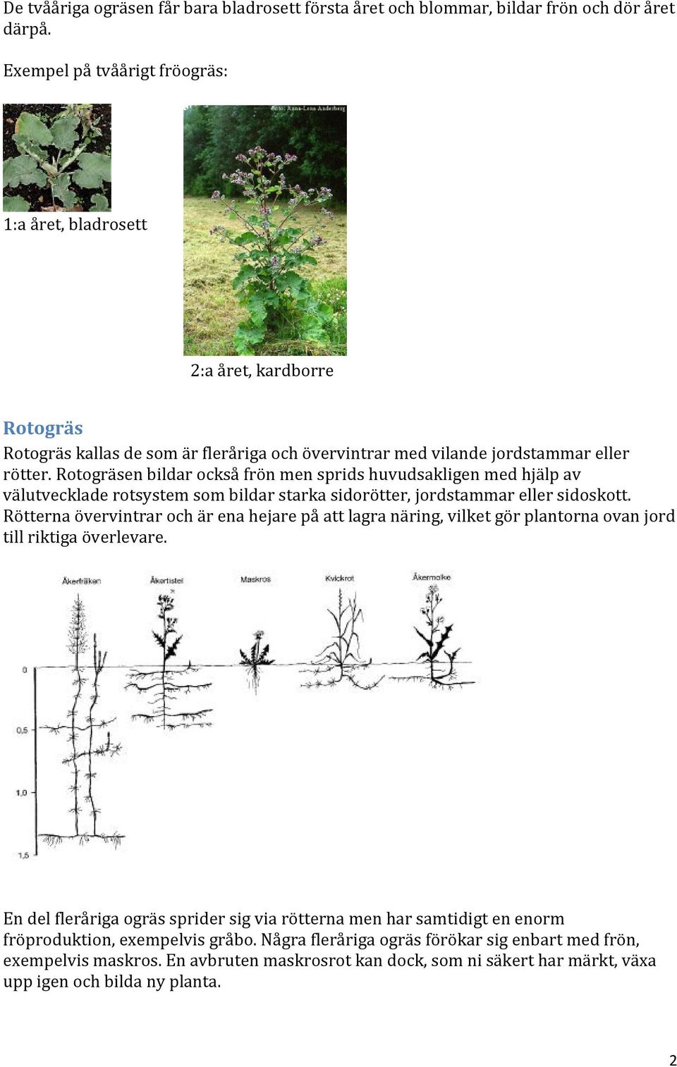 Rotogräsen bildar också frön men sprids huvudsakligen med hjälp av välutvecklade rotsystem som bildar starka sidorötter, jordstammar eller sidoskott.