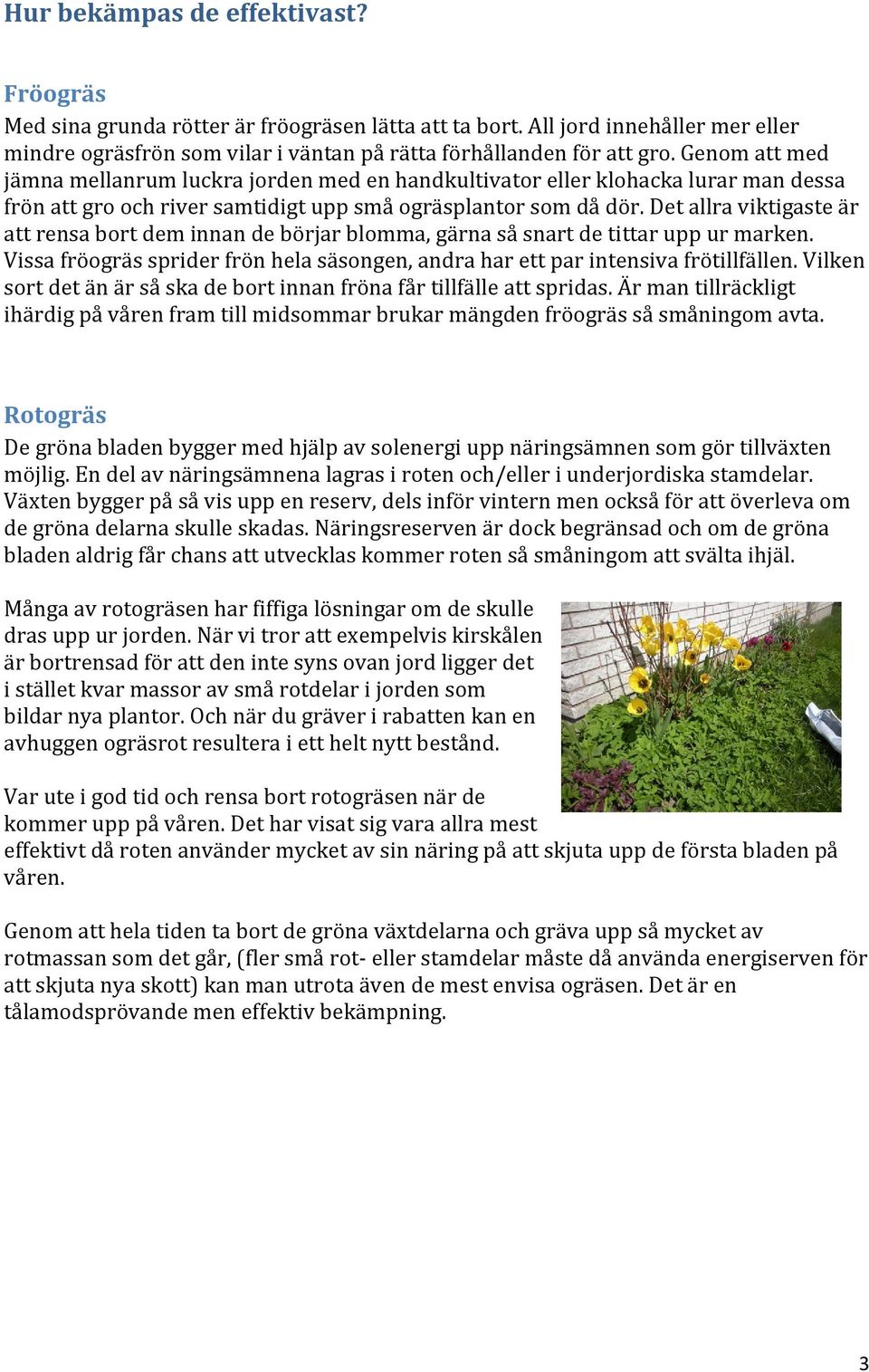 Det allra viktigaste är att rensa bort dem innan de börjar blomma, gärna så snart de tittar upp ur marken. Vissa fröogräs sprider frön hela säsongen, andra har ett par intensiva frötillfällen.