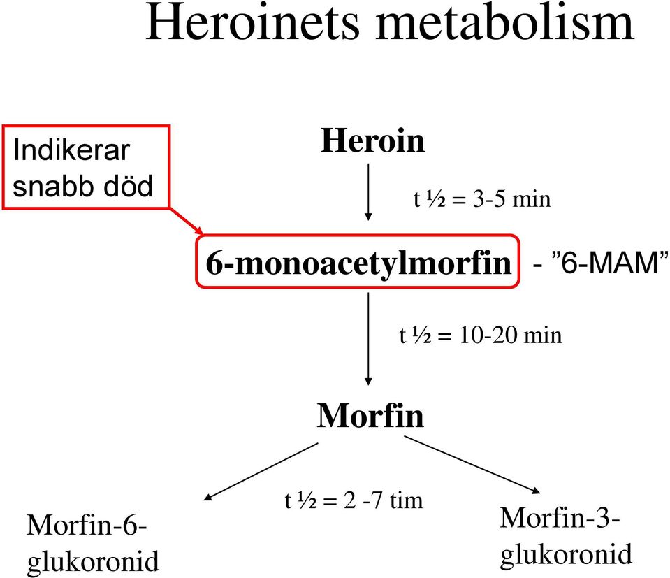 6-MAM t ½ = 10-20 min Morfin Morfin-6-