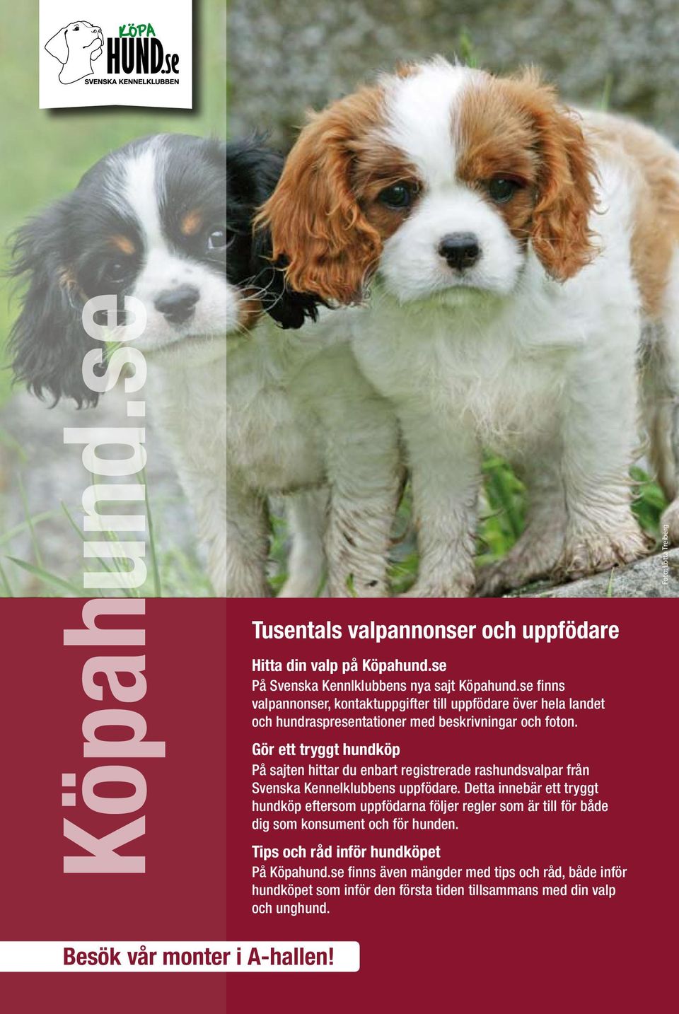Gör ett tryggt hundköp På sajten hittar du enbart registrerade rashundsvalpar från Svenska Kennelklubbens uppfödare.