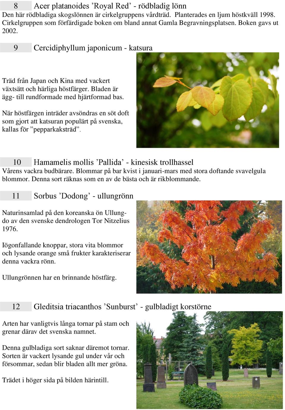 9 Cercidiphyllum japonicum - katsura Träd från Japan och Kina med vackert växtsätt och härliga höstfärger. Bladen är ägg- till rundformade med hjärtformad bas.