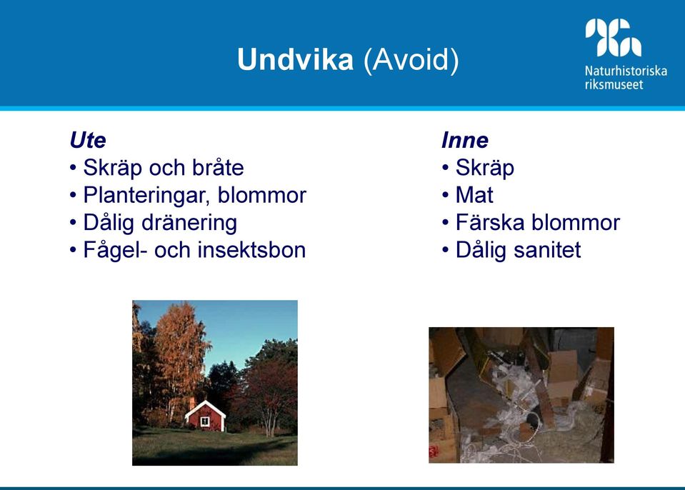 dränering Fågel- och insektsbon