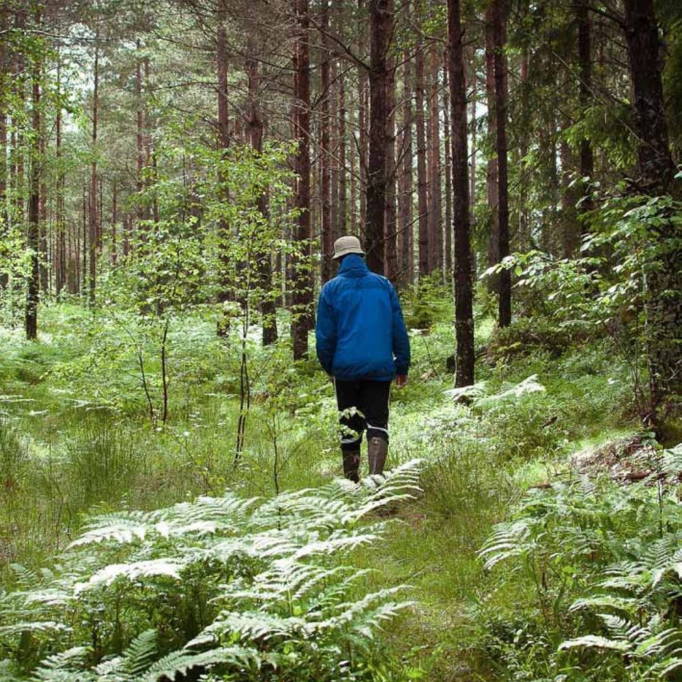 Häll sedan i rågsikten, blanda. Häll sedan i vetemjölet tills degen känns lagom fast, spara lite mjöl till utbaket. Låt jäsa 30 min.