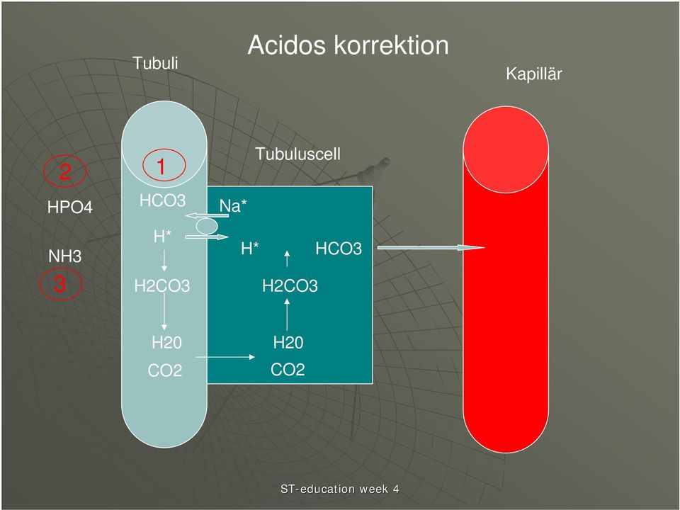 HCO3 H* H2CO3 Tubuluscell