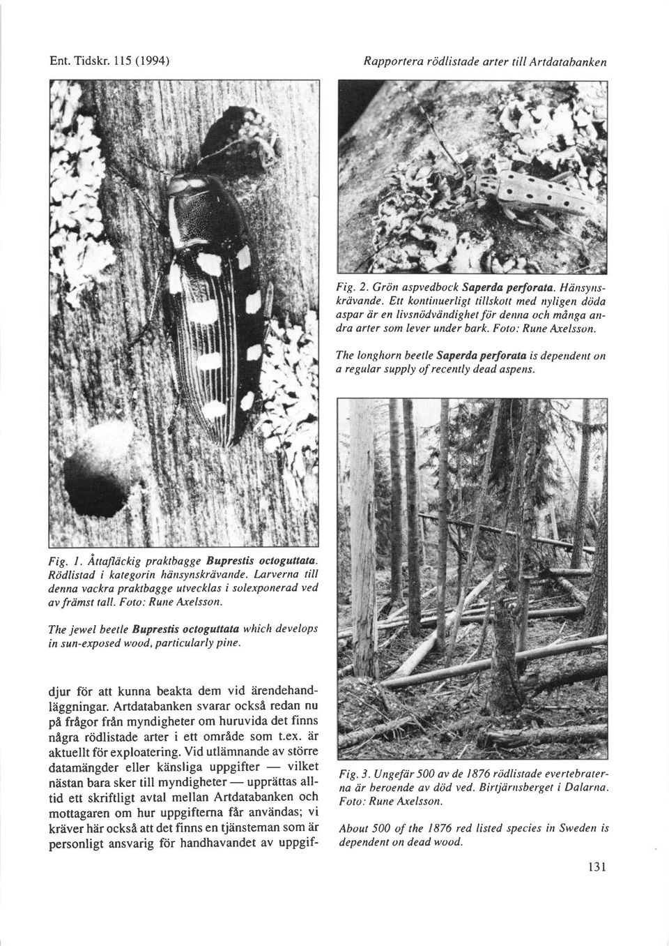 The longhorn beetle Saperda perlorata is dependent on a regular supply of recently dead aspens. Fig. l. AttaJlackig praktbagge Buprestis oclogutlata. Rddlistod i kotegorin hiinsynskrdvande.