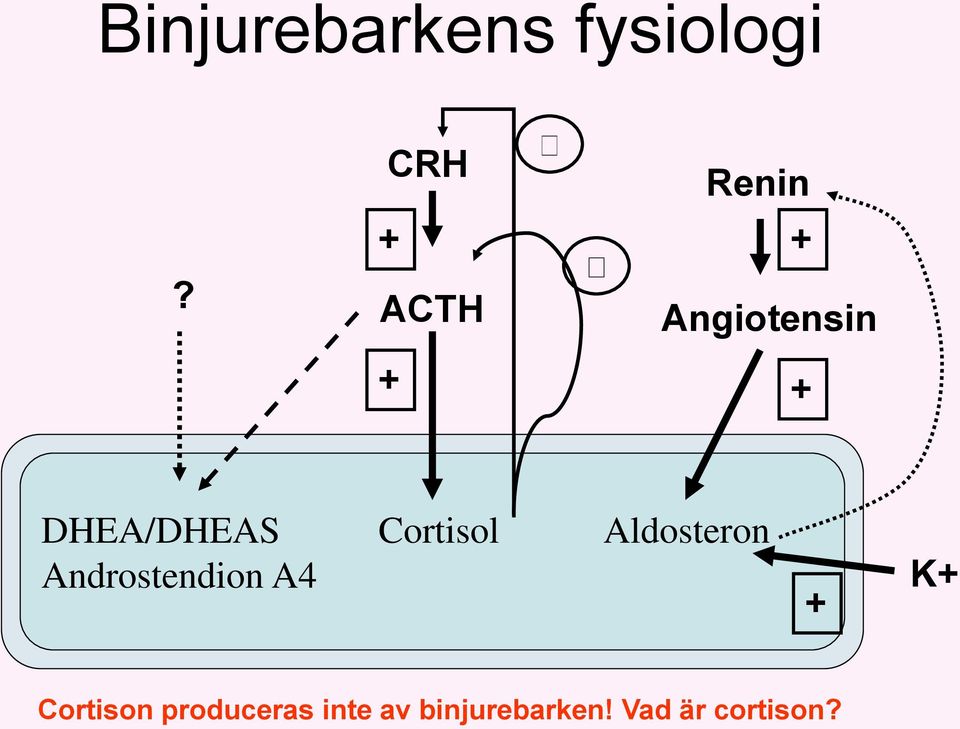 DHEA/DHEAS Cortisol Aldosteron