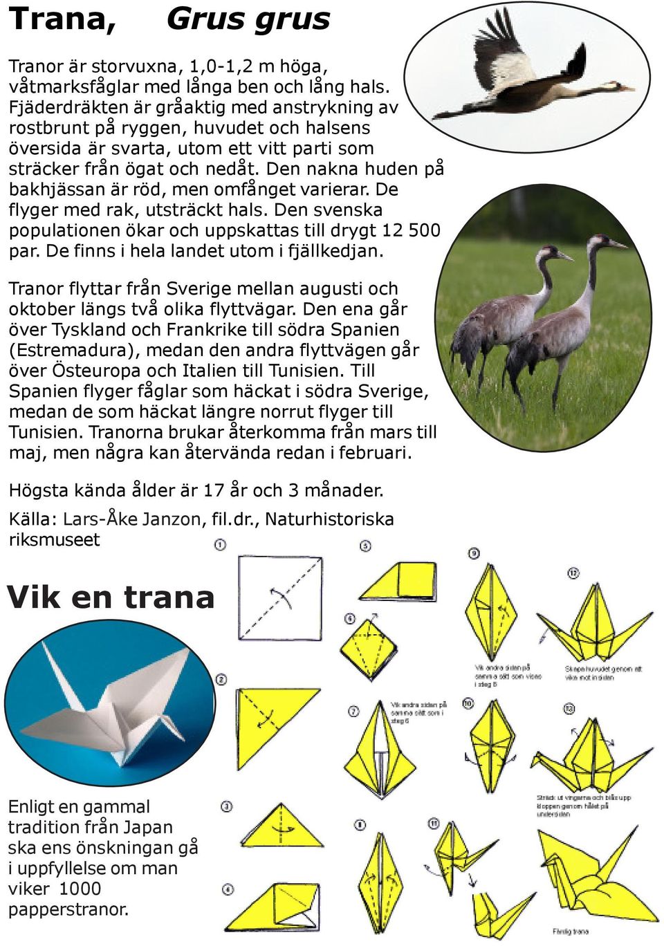 Den nakna huden på bakhjässan är röd, men omfånget varierar. De flyger med rak, utsträckt hals. Den svenska populationen ökar och uppskattas till drygt 12 500 par.