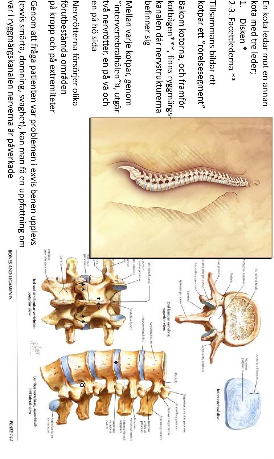 nervstrukturerna befinner sig Mellan varje kotpar, genom intervertebralhålen, utgår två nervrötter, en på vä och en på hö sida Nervrötterna