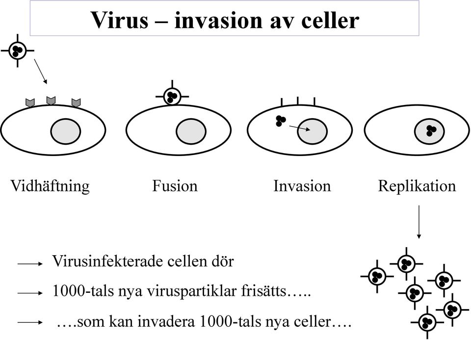 Virusinfekterade cellen dör 1000-tals nya