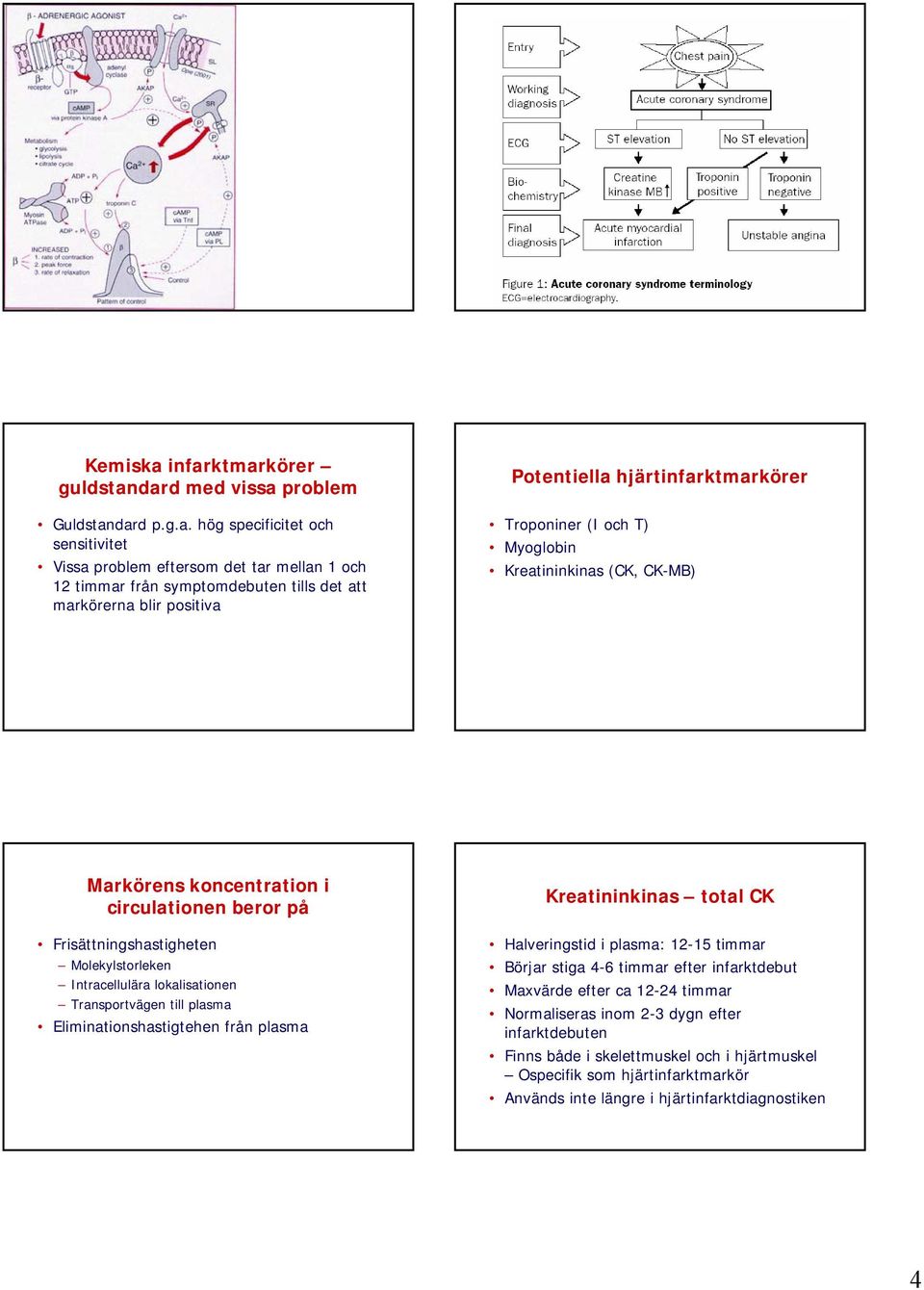 blir positiva Potentiella hjärtinfarktmarkörer Troponiner (I och T) Myoglobin Kreatininkinas (CK, CK-MB) Markörens koncentration i circulationen beror på Frisättningshastigheten Molekylstorleken