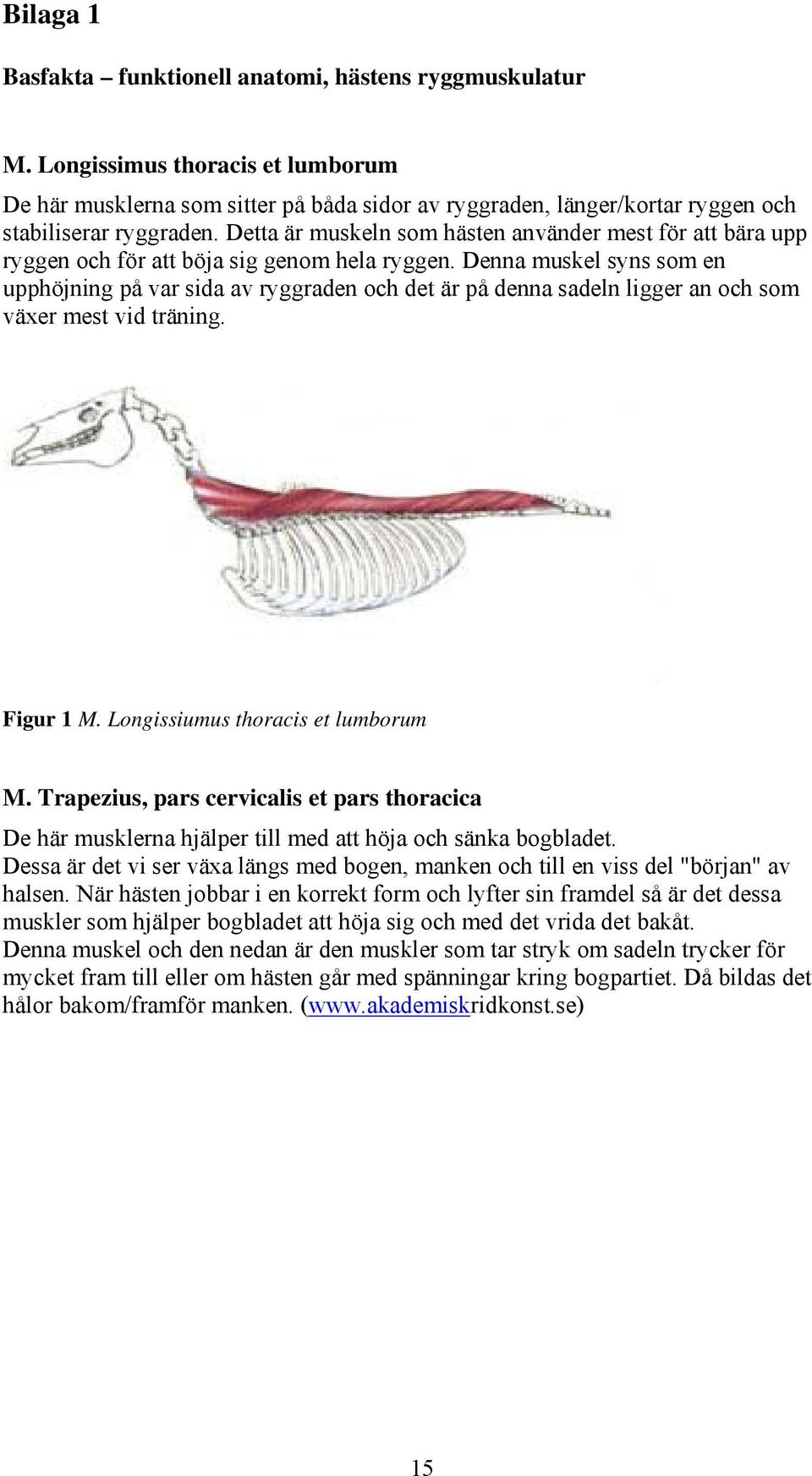 Detta är muskeln som hästen använder mest för att bära upp ryggen och för att böja sig genom hela ryggen.