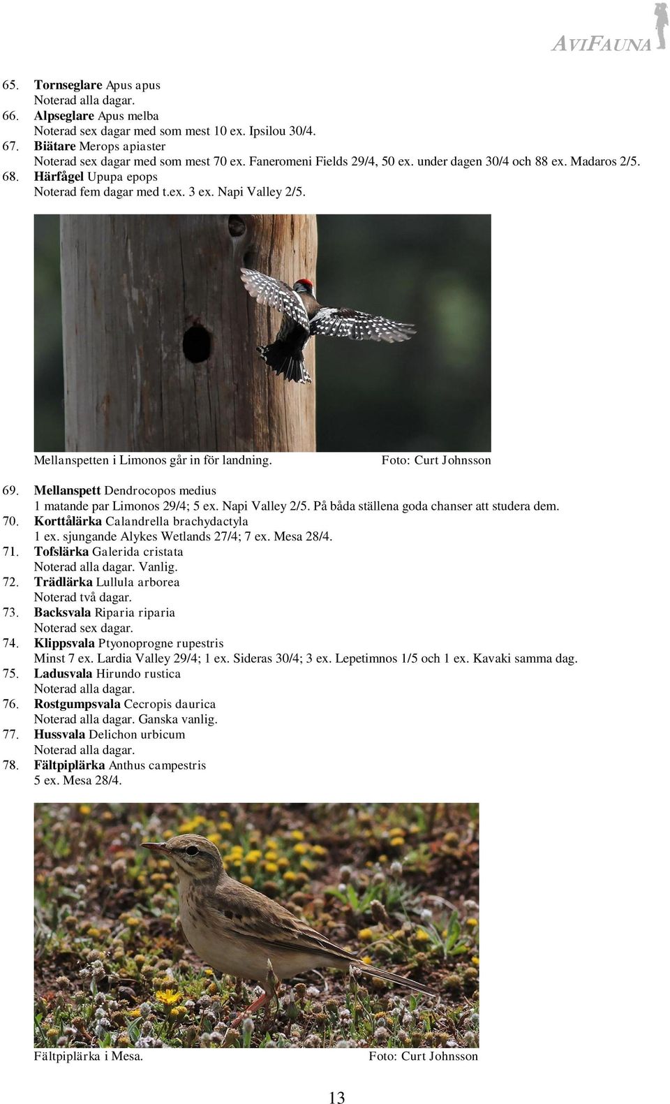 Mellanspett Dendrocopos medius 1 matande par Limonos 29/4; 5 ex. Napi Valley 2/5. På båda ställena goda chanser att studera dem. 70. Korttålärka Calandrella brachydactyla 1 ex.