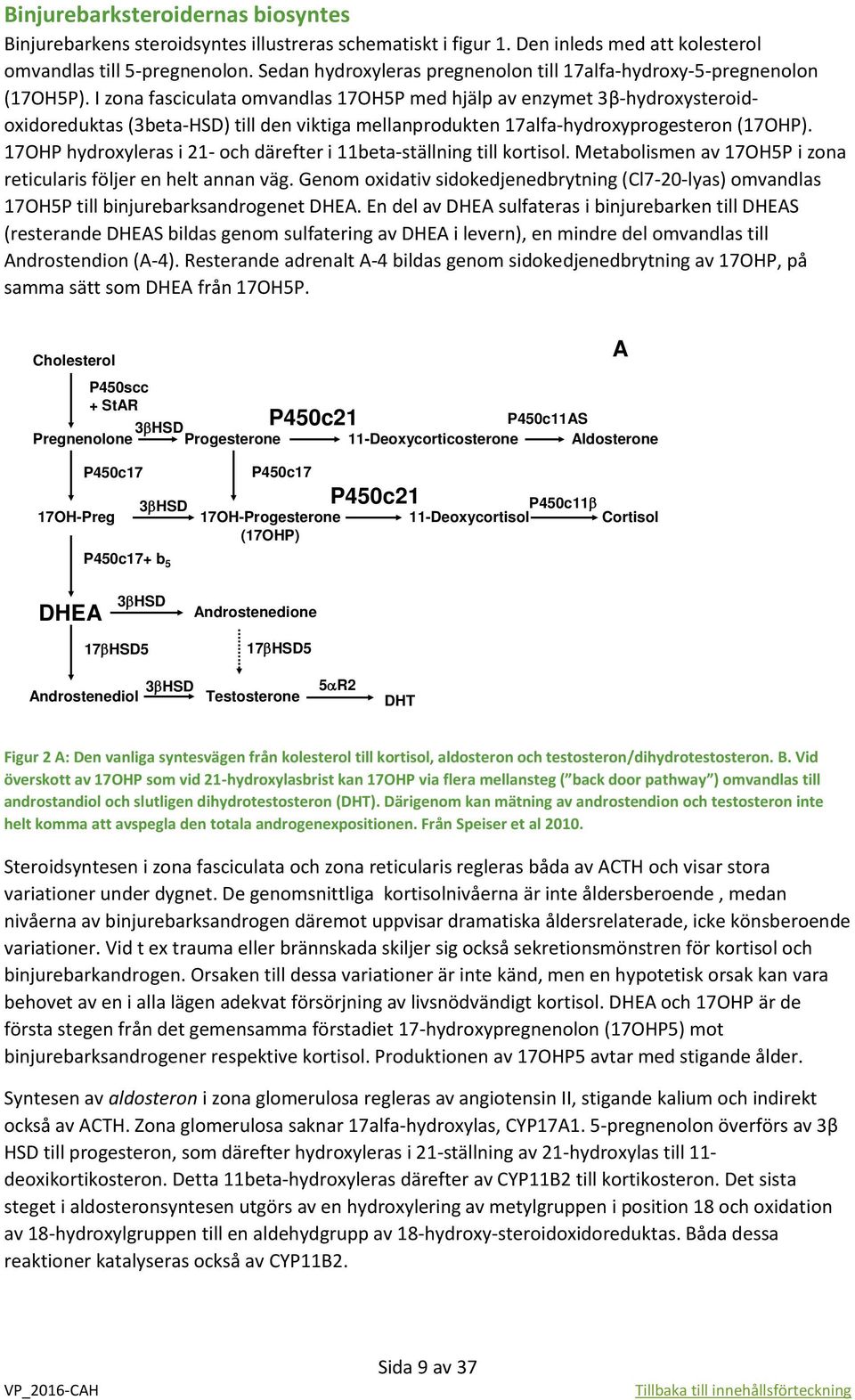 I zona fasciculata omvandlas 17OH5P med hjälp av enzymet 3β-hydroxysteroidoxidoreduktas (3beta-HSD) till den viktiga mellanprodukten 17alfa-hydroxyprogesteron (17OHP).