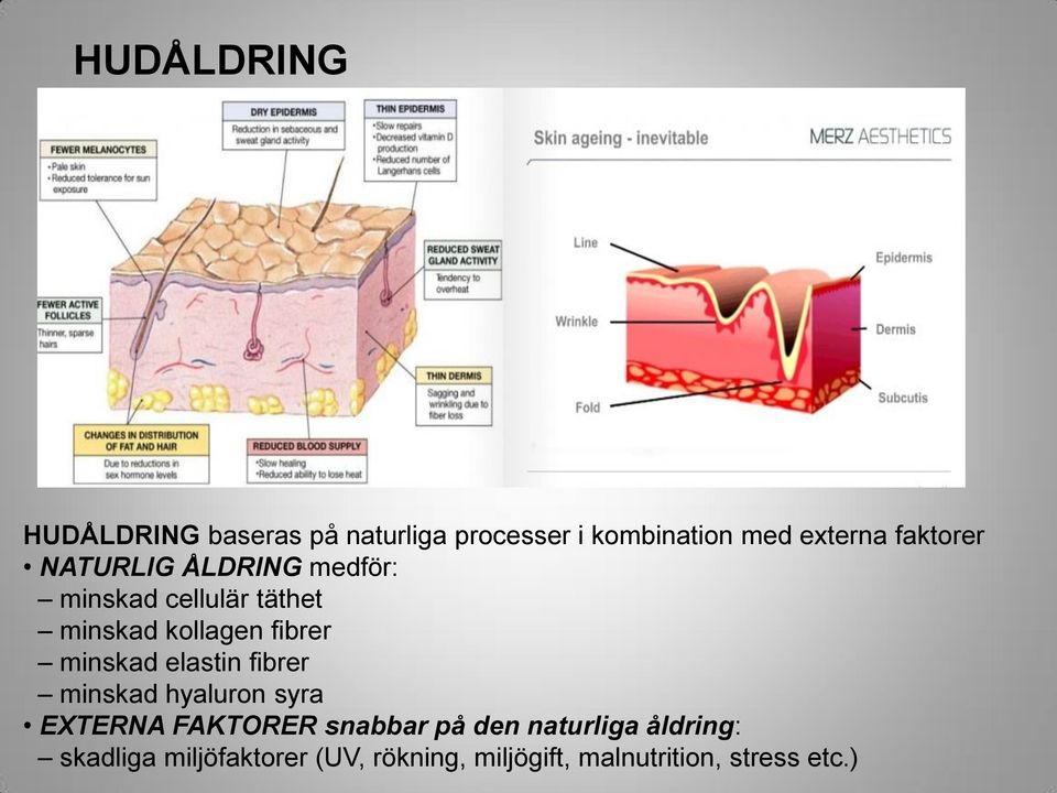 minskad elastin fibrer minskad hyaluron syra EXTERNA FAKTORER snabbar på den