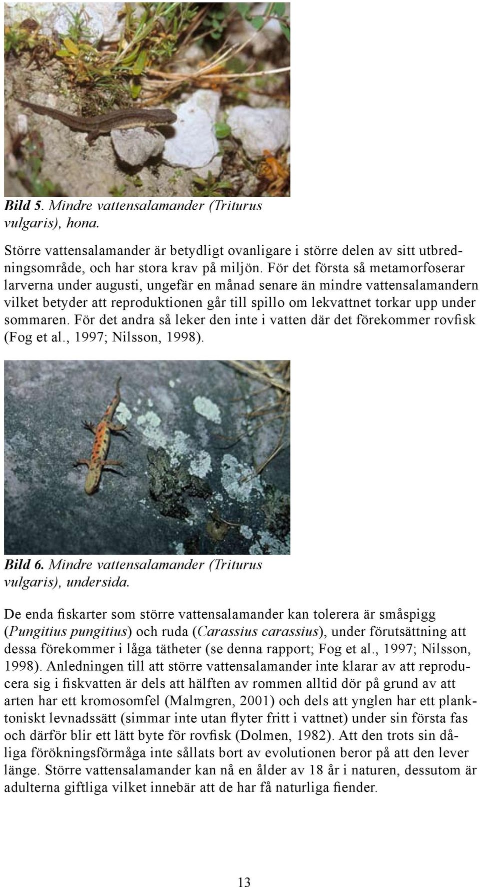 För det andra så leker den inte i vatten där det förekommer rovfisk (Fog et al., 1997; Nilsson, 1998). Bild 6. Mindre vattensalamander (Triturus vulgaris), undersida.