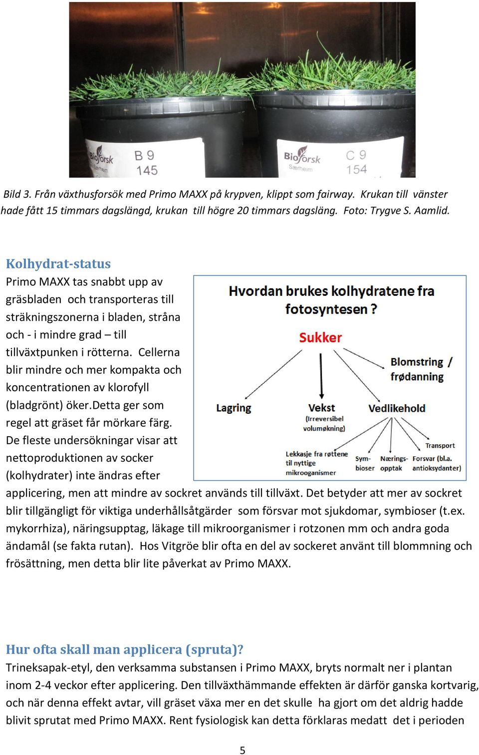 grad till tillväxtpunken i rötterna. Cellerna blir mindre och mer kompakta och koncentrationen av klorofyll (bladgrönt) öker.detta ger som regel att gräset får mörkare färg.