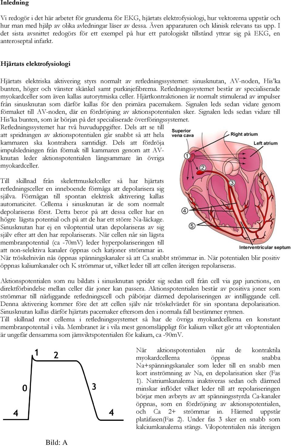 Hjärtats elektrofysiologi Hjärtats elektriska aktivering styrs normalt av retledningssystemet: sinusknutan, AV-noden, His ka bunten, höger och vänster skänkel samt purkinjefibrerna.