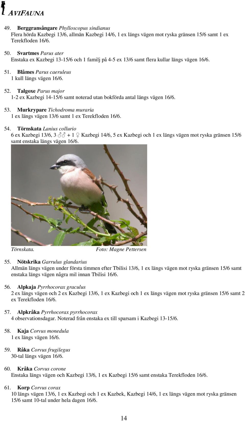 Talgoxe Parus major 1-2 ex Kazbegi 14-15/6 samt noterad utan bokförda antal längs vägen 16/6. 53. Murkrypare Tichodroma muraria 1 ex längs vägen 13/6 samt 1 ex Terekfloden 16/6. 54.