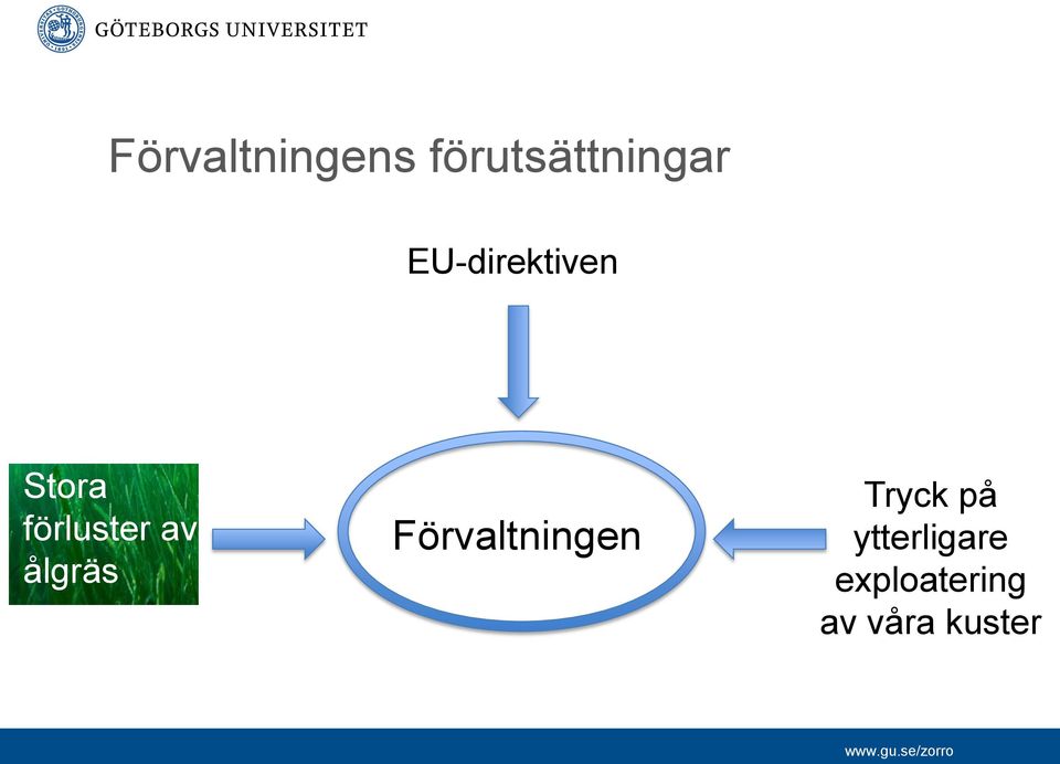 ålgräs Förvaltningen Tryck på