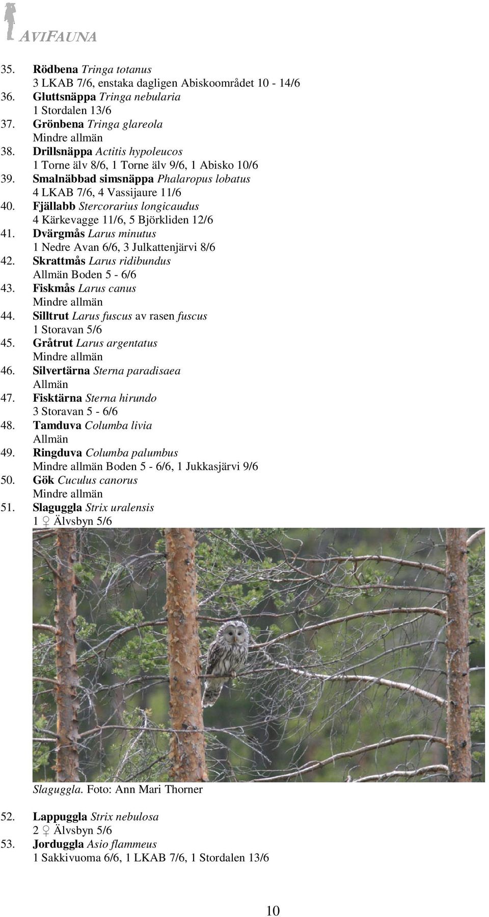 Fjällabb Stercorarius longicaudus 4 Kärkevagge 11/6, 5 Björkliden 12/6 41. Dvärgmås Larus minutus 1 Nedre Avan 6/6, 3 Julkattenjärvi 8/6 42. Skrattmås Larus ridibundus Boden 5-6/6 43.