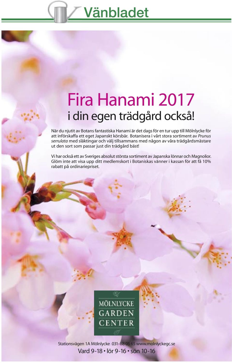 Botanisera i vårt stora sortiment av Prunus serrulata med släktingar och välj tillsammans med någon av våra trädgårdsmästare ut den sort som passar just din trädgård bäst!