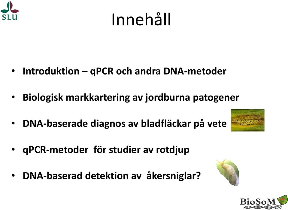 DNA-baserade diagnos av bladfläckar på vete