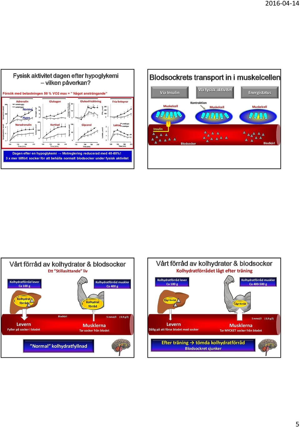 fettsyror Muskelcell Kontraktion Muskelcell Muskelcell Hypo Noradrenalin Kortisol Kortisol Glycerol Laktat Insulin Blodsocker Blodkärl Dagen efter en hypoglykemi Motreglering reducerad med 40-80%!