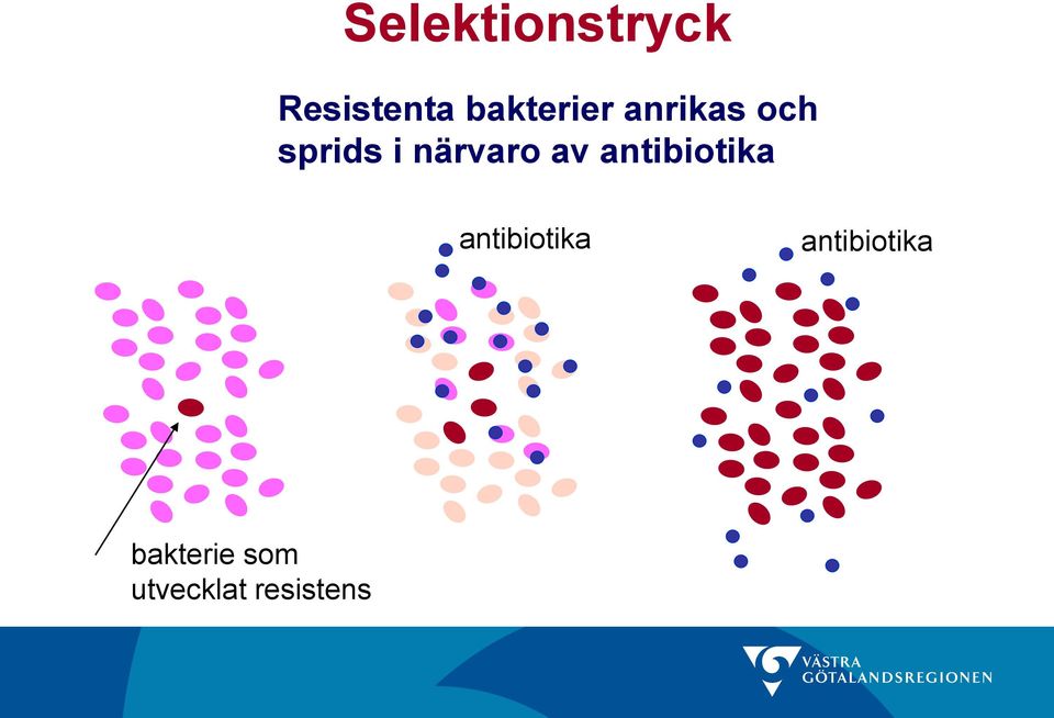 närvaro av antibiotika antibiotika