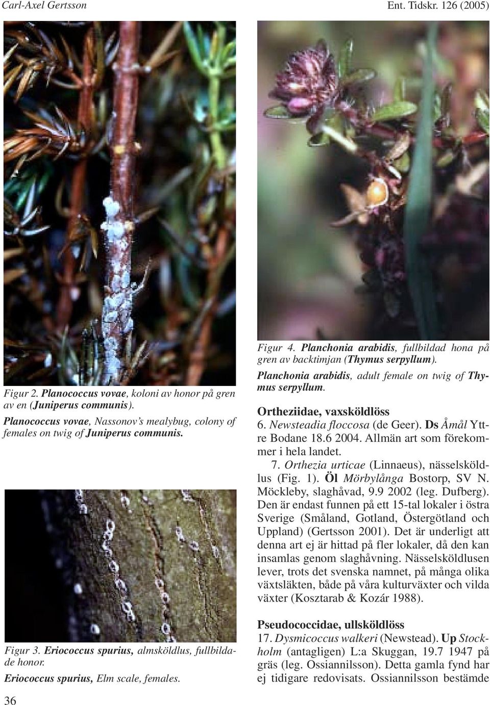 Planchonia arabidis, fullbildad hona på gren av backtimjan (Thymus serpyllum). Planchonia arabidis, adult female on twig of Thymus serpyllum. Ortheziidae, vaxsköldlöss 6.